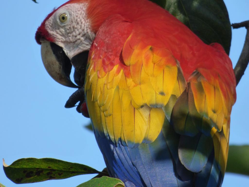 Corcovado Beach Lodge Пуэрто-Хименес Экстерьер фото
