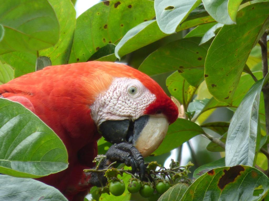 Corcovado Beach Lodge Пуэрто-Хименес Экстерьер фото