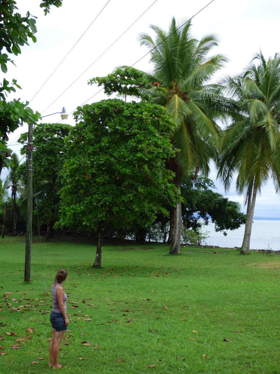 Corcovado Beach Lodge Пуэрто-Хименес Экстерьер фото